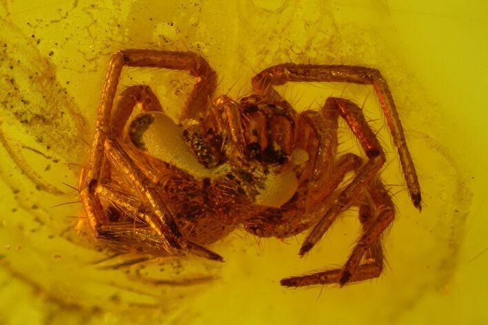 Detailed Fossil Spider (Araneae) in Baltic Amber #163501